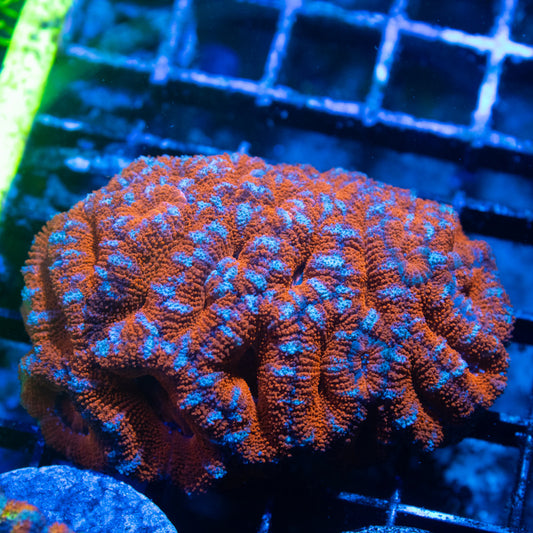 Ultra Acan Lord Colony