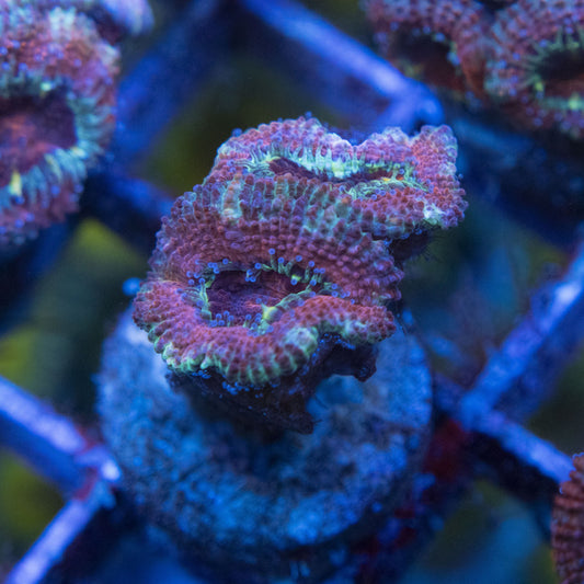 Ultra Acan WYSIWYG live coral for sale at AquaGemCorals