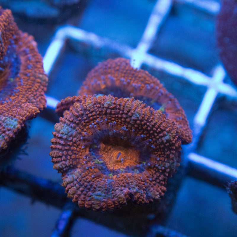 Ultra Acan WYSIWYG live coral for sale at AquaGemCorals