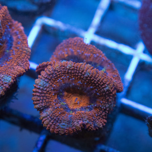 Ultra Acan WYSIWYG live coral for sale at AquaGemCorals