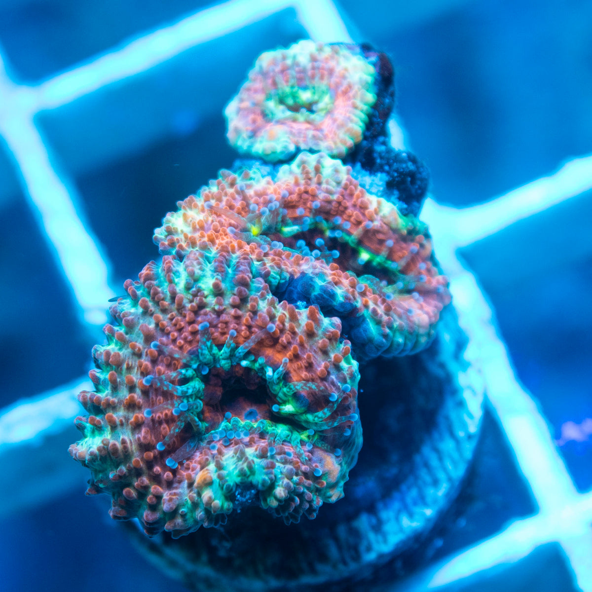 Ultra Acan live reef coral - AquaGemCorals