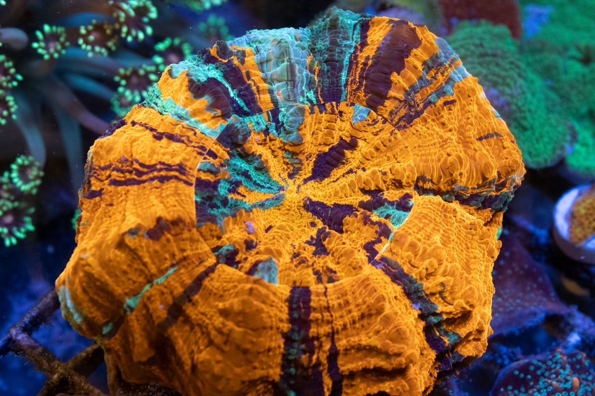 Malaysian Tropical Splash Acanthophyllia coral frag from AquaGem Corals