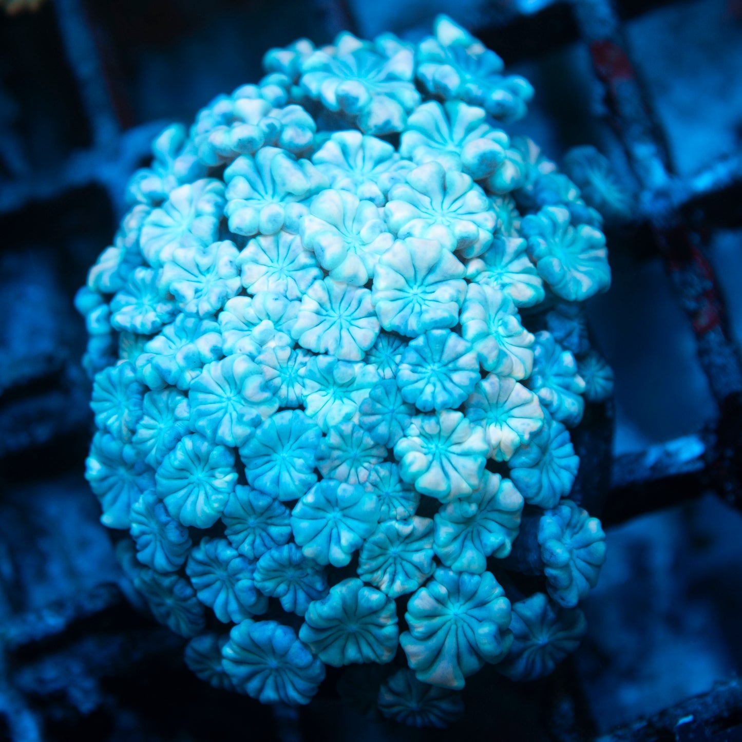 Ultra Alveopora live coral for saltwater reef aquarium