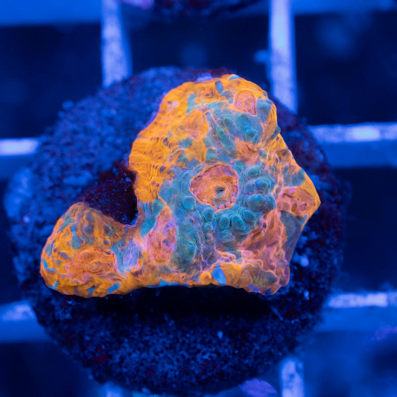 Ultra Chalice - AquaGemCorals