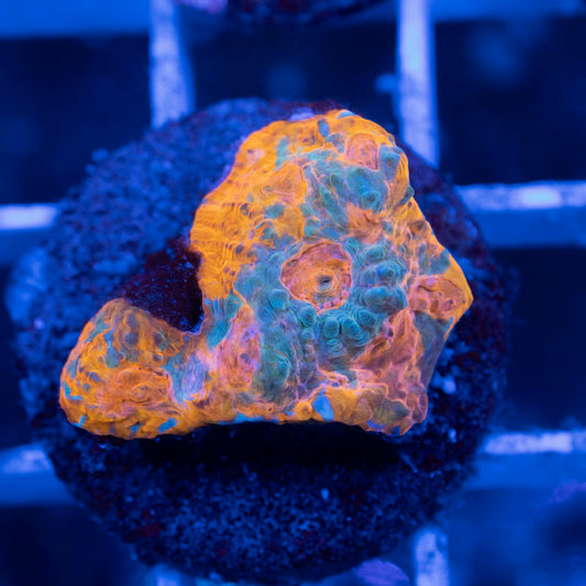 Ultra Chalice - AquaGemCorals