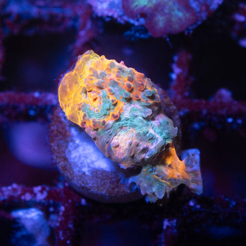 Ultra Chalice - AquaGemCorals