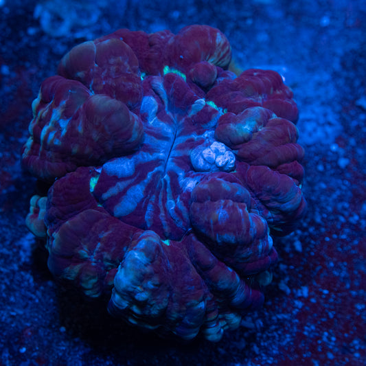 Ultra Cynarina Coral