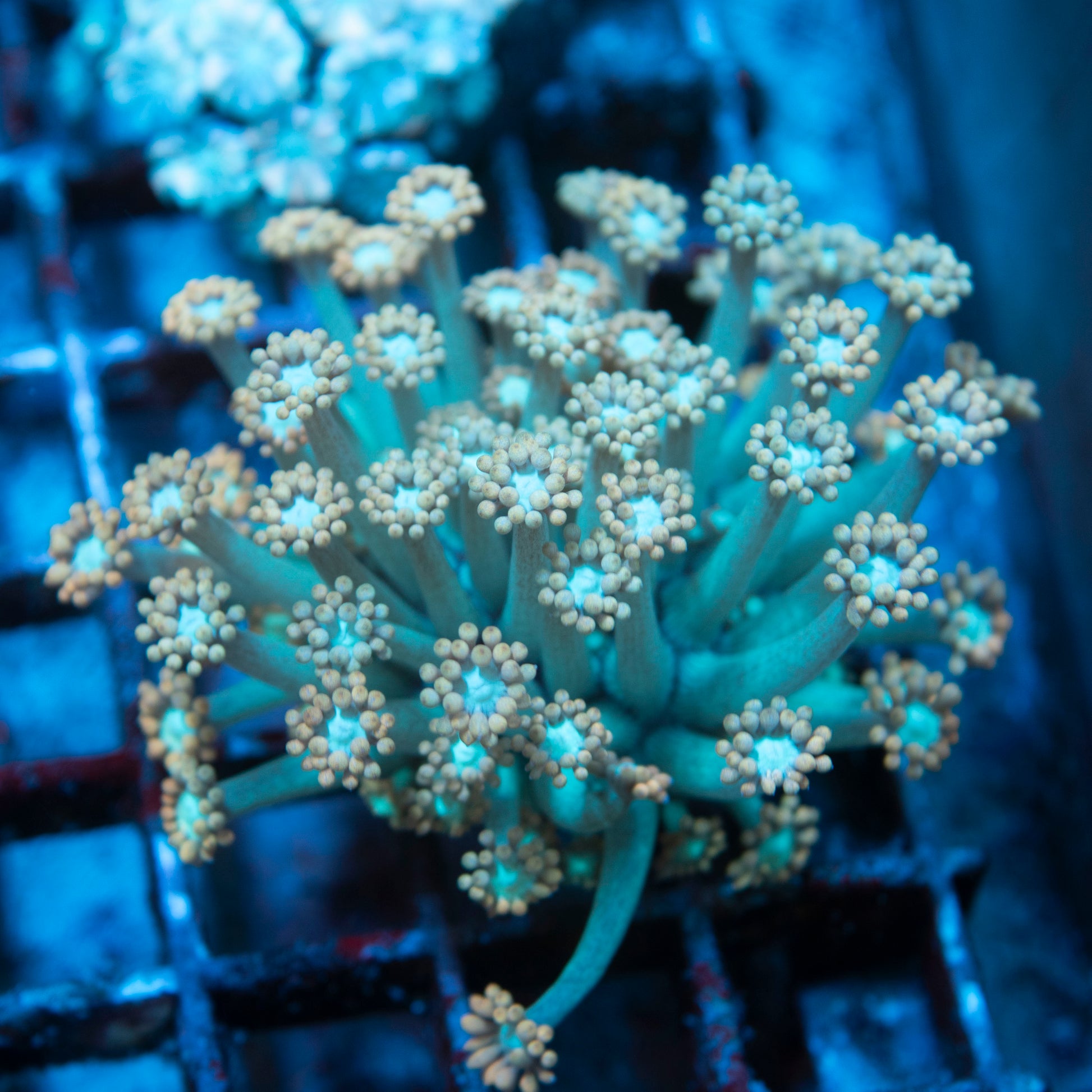 Ultra Goniopora live coral for saltwater reef aquarium