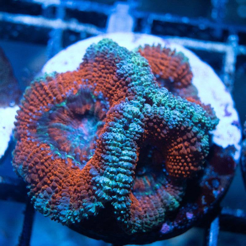 Ultra Grade Acan - AquaGemCorals