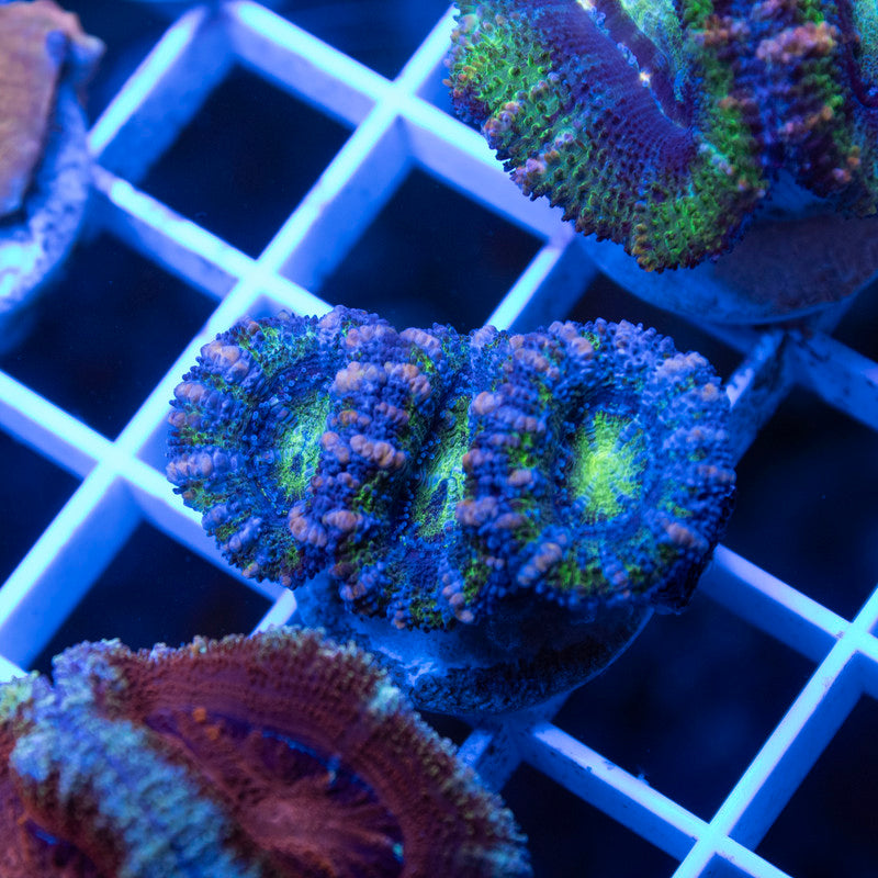 Ultra Grade Acan