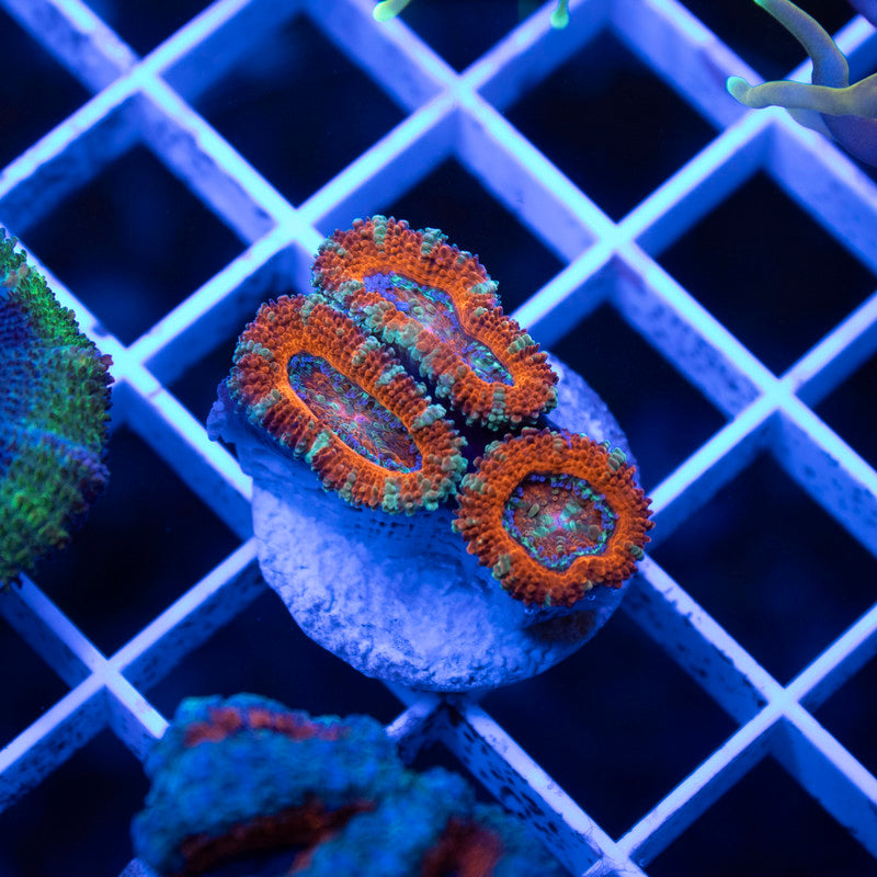 Ultra Grade Acan