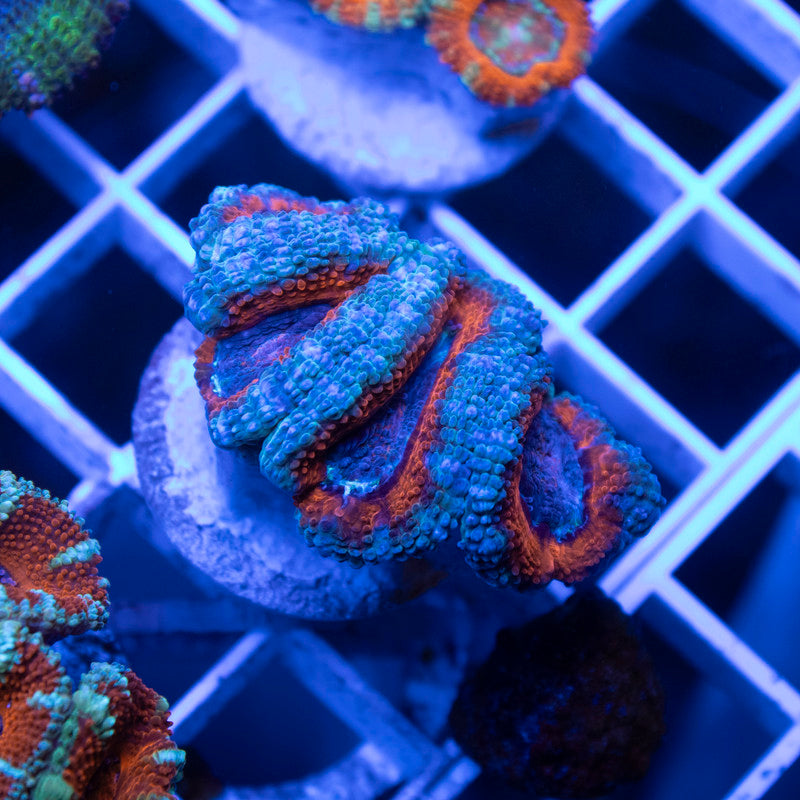 Ultra Grade Acan