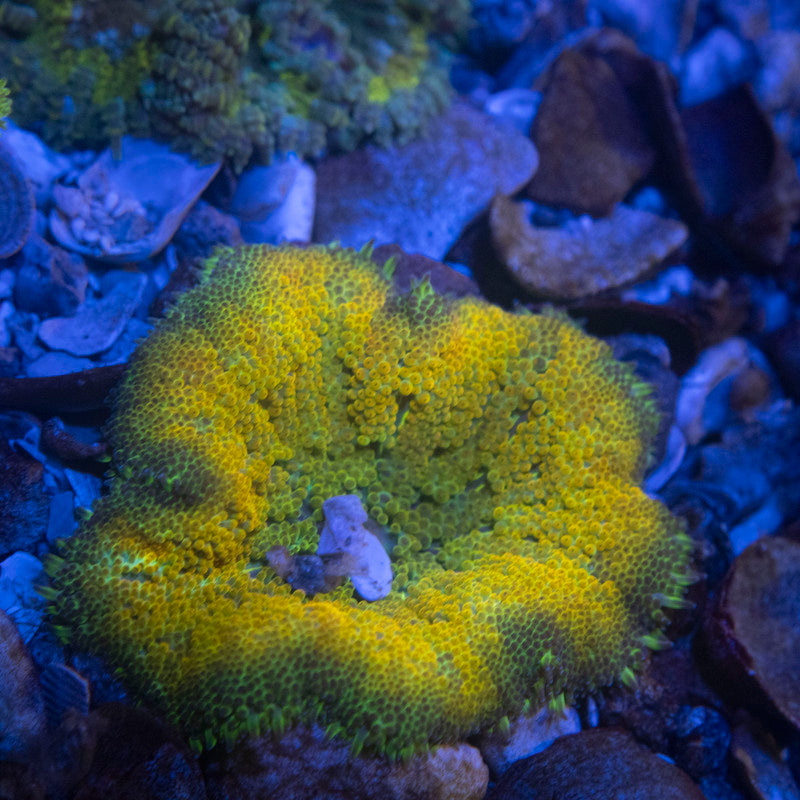 Ultra Max Mini Carpet Anemone