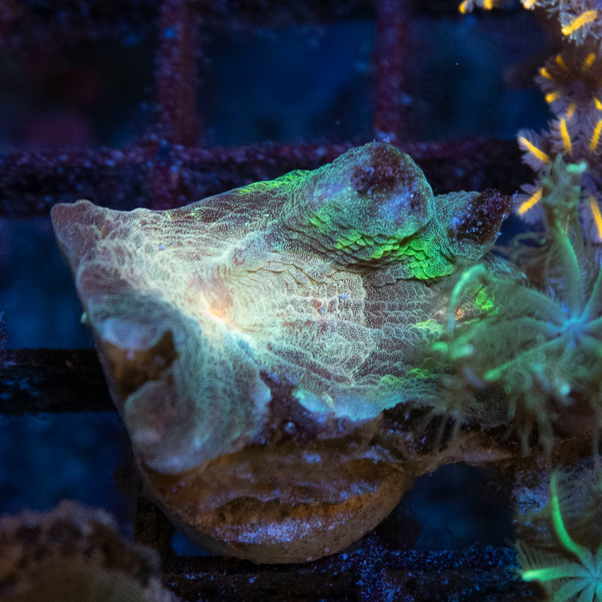 Ultra Pectinia coral frag from AquaGem Corals