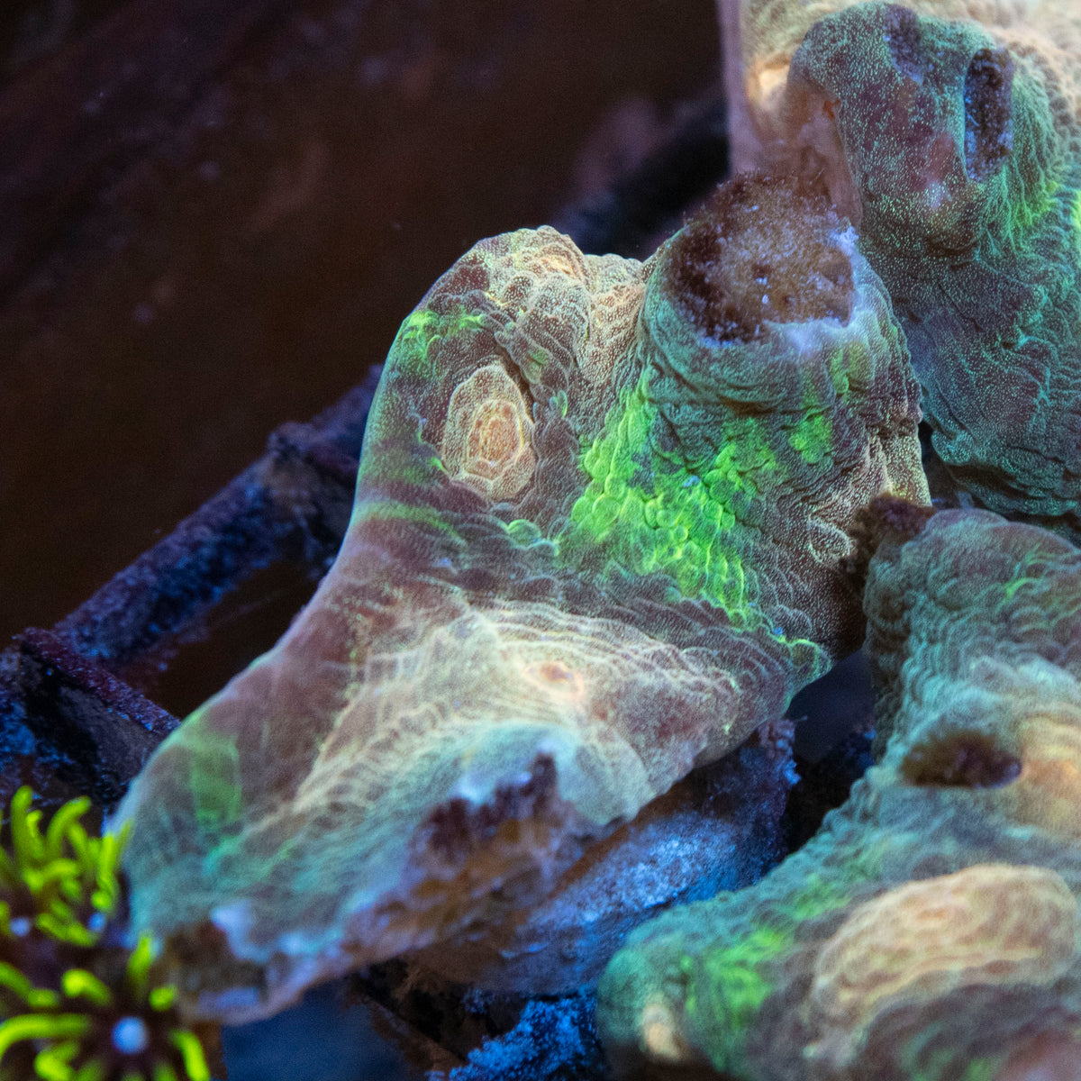 Ultra Pectinia coral frag from AquaGem Corals