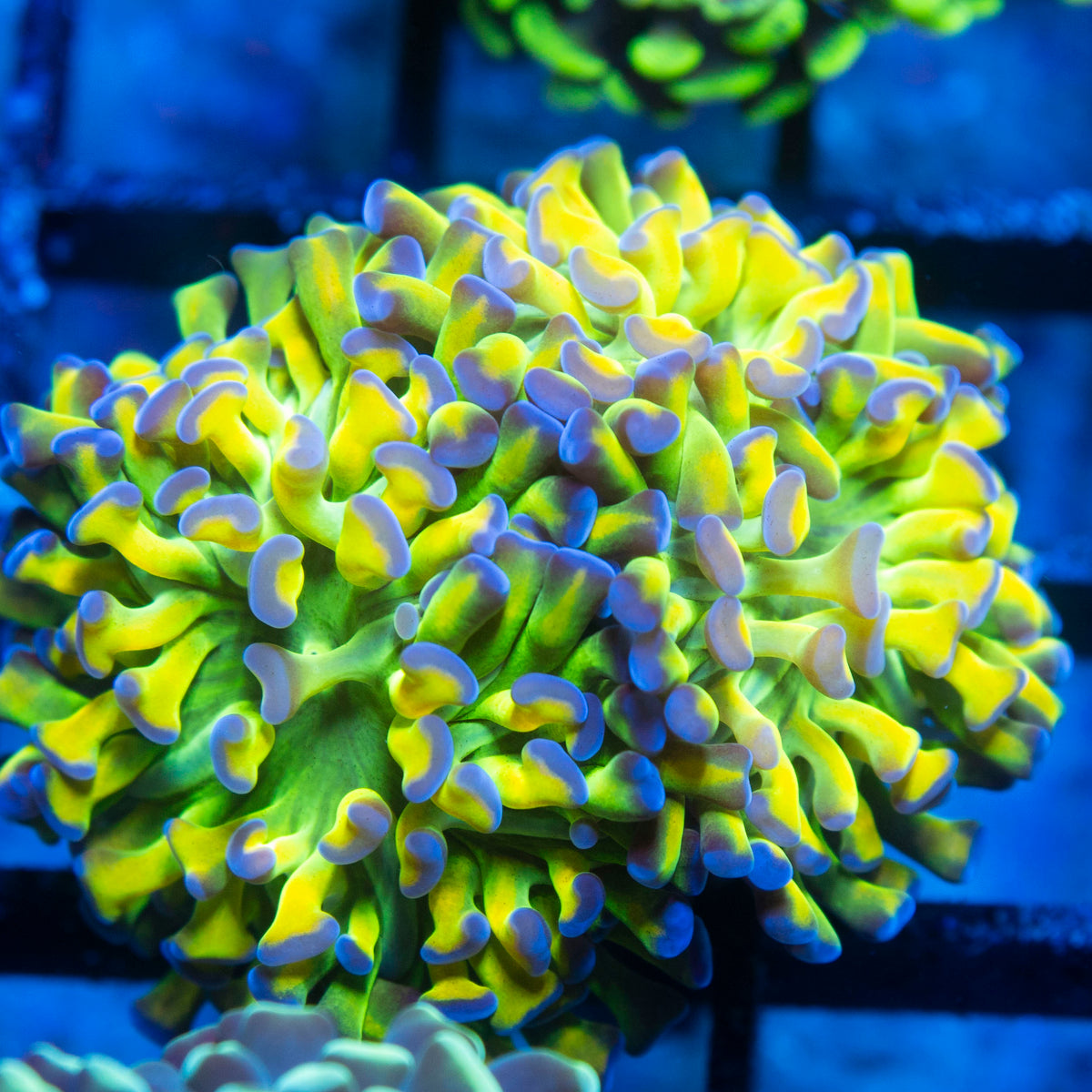 Ultra Purple Tip Hammer live reef coral - AquaGemCorals