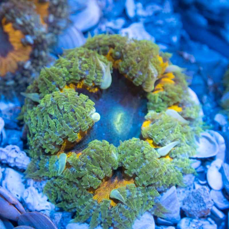 Ultra Rock Flower Anemone