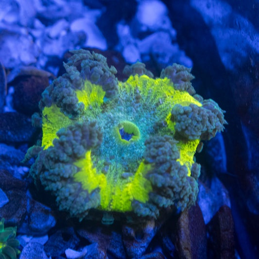 Ultra Rock Flower Anemone