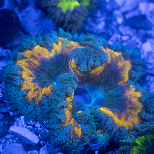 Ultra Rock Flower Anemone