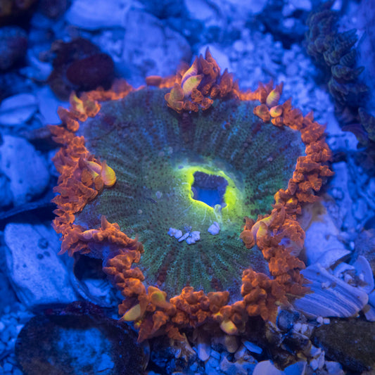 Ultra Rock Flower Anemone