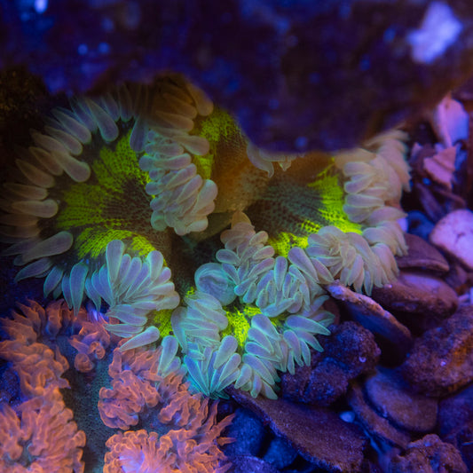 Ultra Rock Flower Anemone