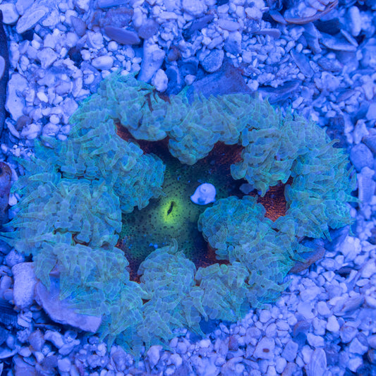 Ultra Rock Flower Anemone
