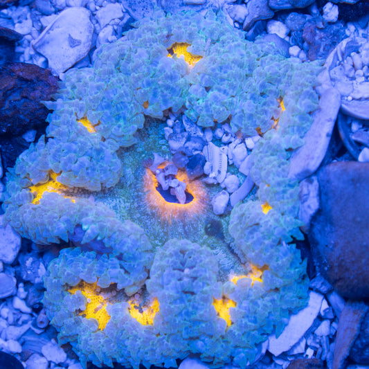 Ultra Rock Flower Anemone