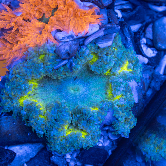 Ultra Rock Flower Anemone