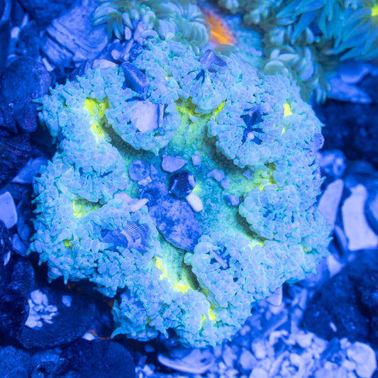 Ultra Rock Flower Anemone