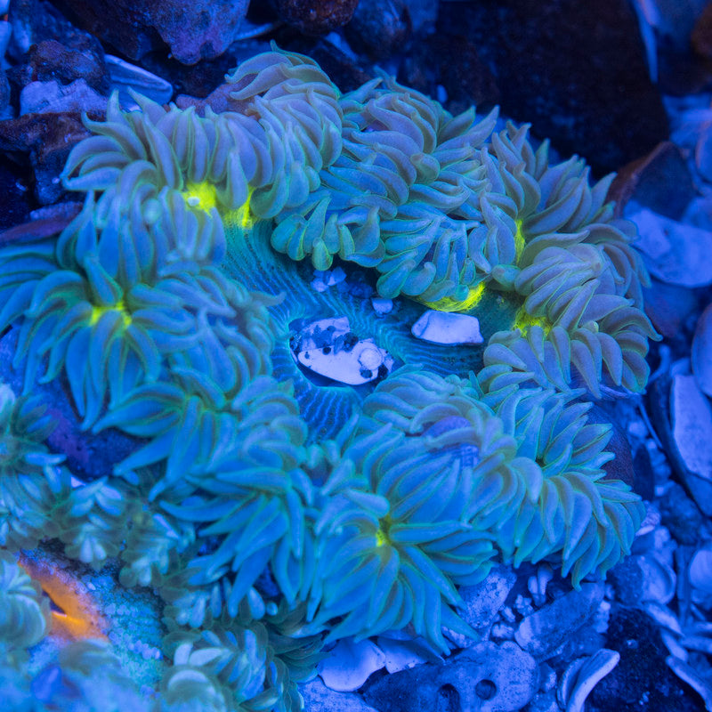Ultra Rock Flower Anemone - AquaGemCorals
