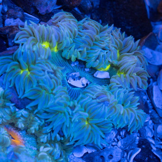 Ultra Rock Flower Anemone