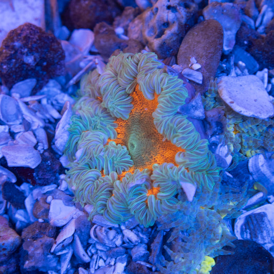 Ultra Rock Flower Anemone
