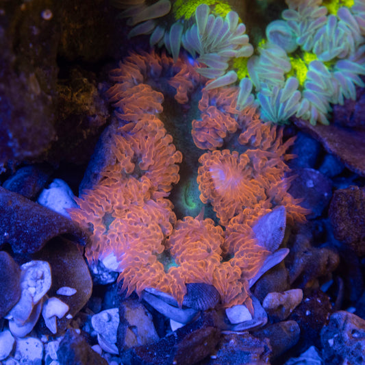 Ultra Rock Flower Anemone
