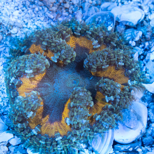 Ultra Rock Flower Anemone