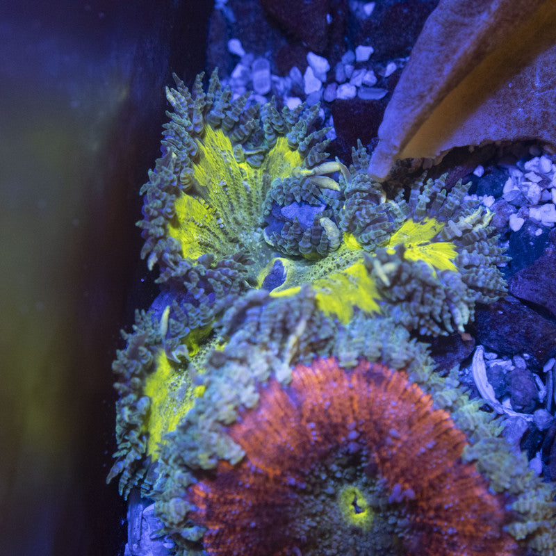 Ultra Rock Flower Anemone (60)