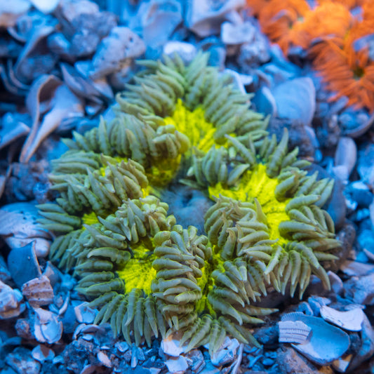 Ultra Rock Flower Anemone