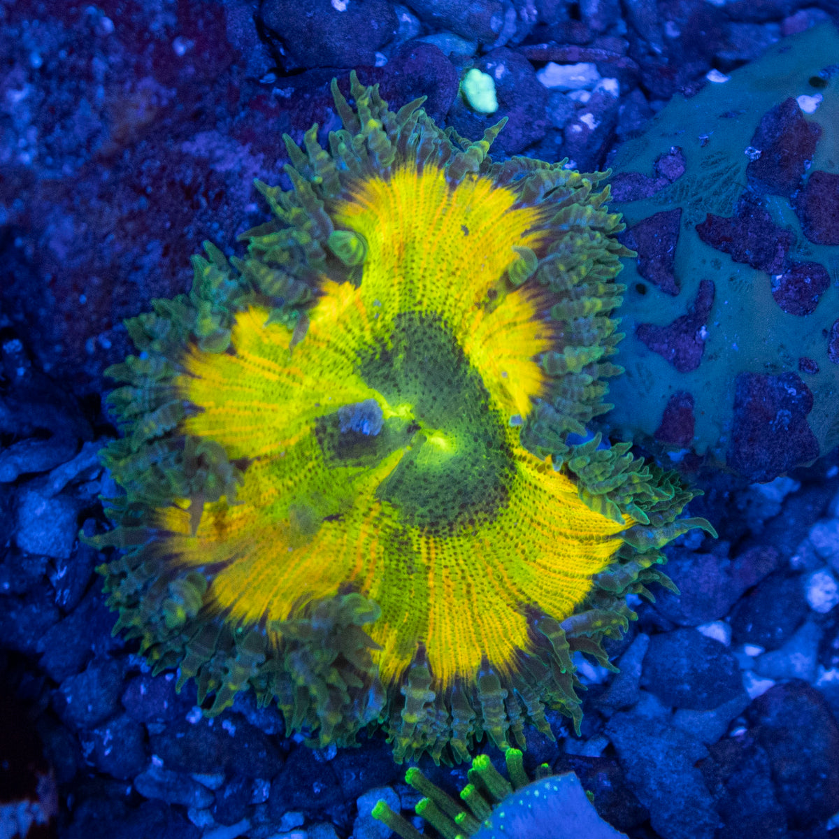 Ultra Rock Flower coral frag from AquaGem Corals