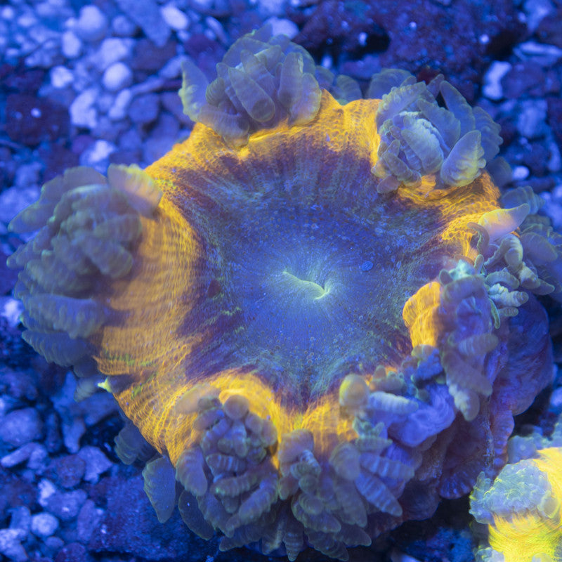 Ultra Rock Flowers Ultra Rock Flower Anemone for saltwater reef aquarium