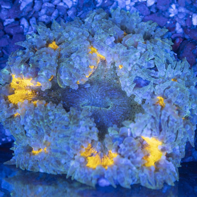 Ultra Rock Flowers (16) Ultra Rock Flower Anemone for saltwater reef aquarium