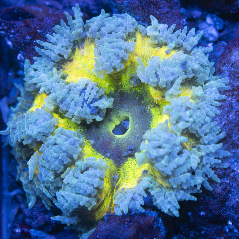 Ultra Rock Flowers (17) Ultra Rock Flower Anemone for saltwater reef aquarium