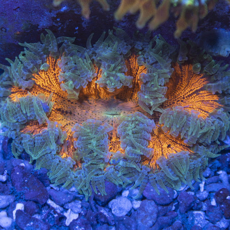 Ultra Rock Flowers (2) Ultra Rock Flower Anemone for saltwater reef aquarium