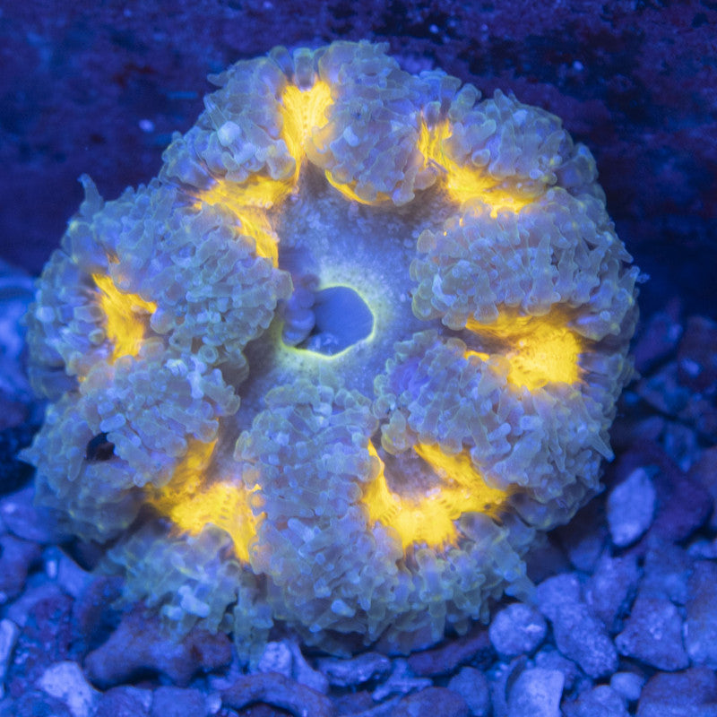 Ultra Rock Flowers (3) Ultra Rock Flower Anemone for saltwater reef aquarium