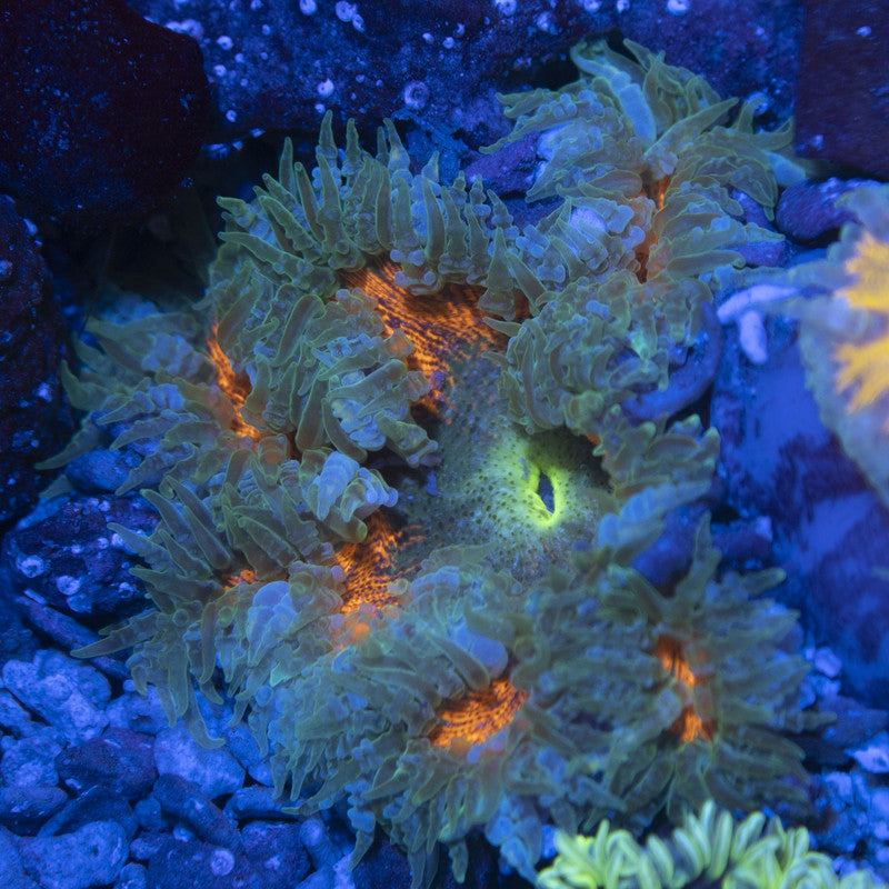 Ultra Rock Flowers (7) Ultra Rock Flower Anemone for saltwater reef aquarium