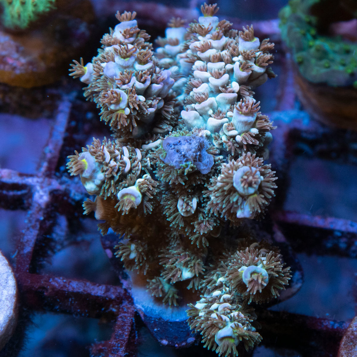 Ultra Tenus Acropora coral frag from AquaGem Corals