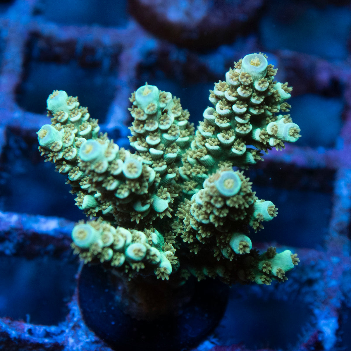 Ultra Tenus Acropora coral frag from AquaGem Corals