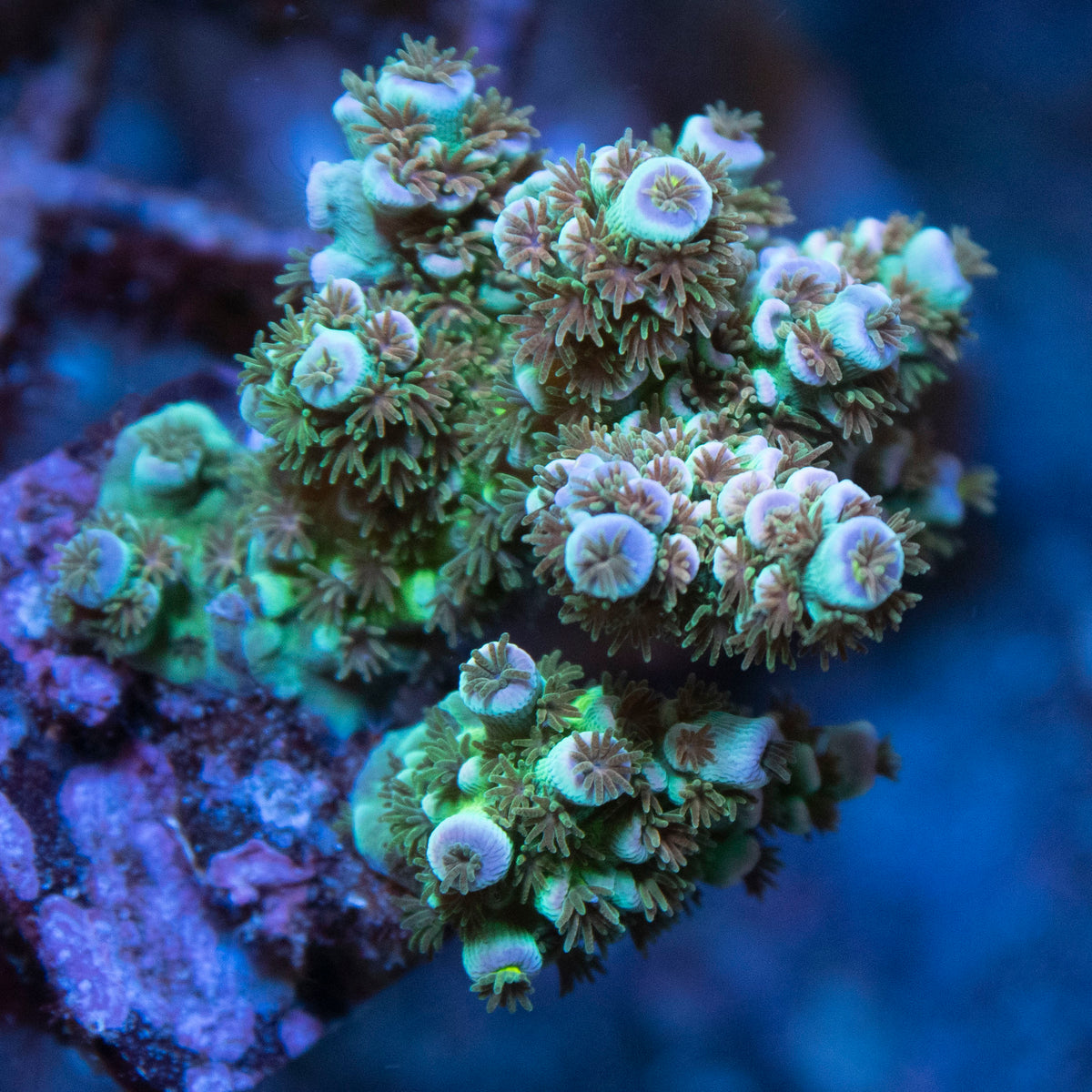 Ultra Tenus Acropora coral frag from AquaGem Corals