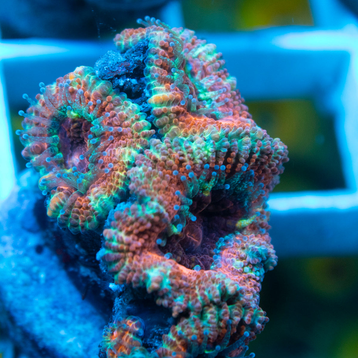 Ultra Acan