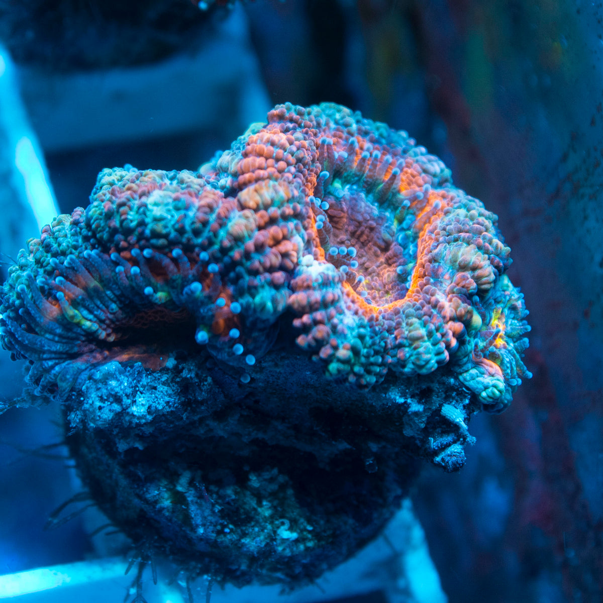 Ultra Acan