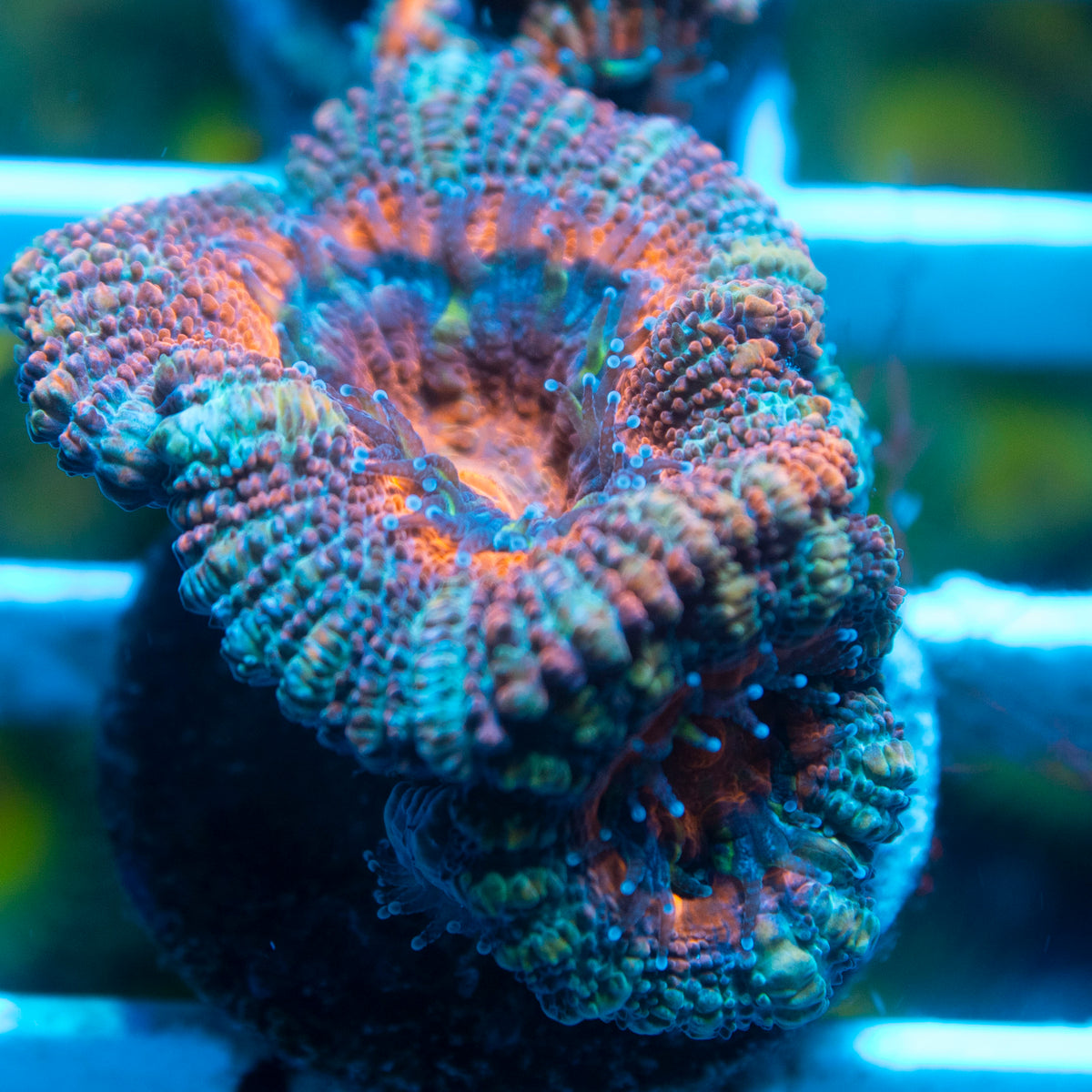 Ultra Acan