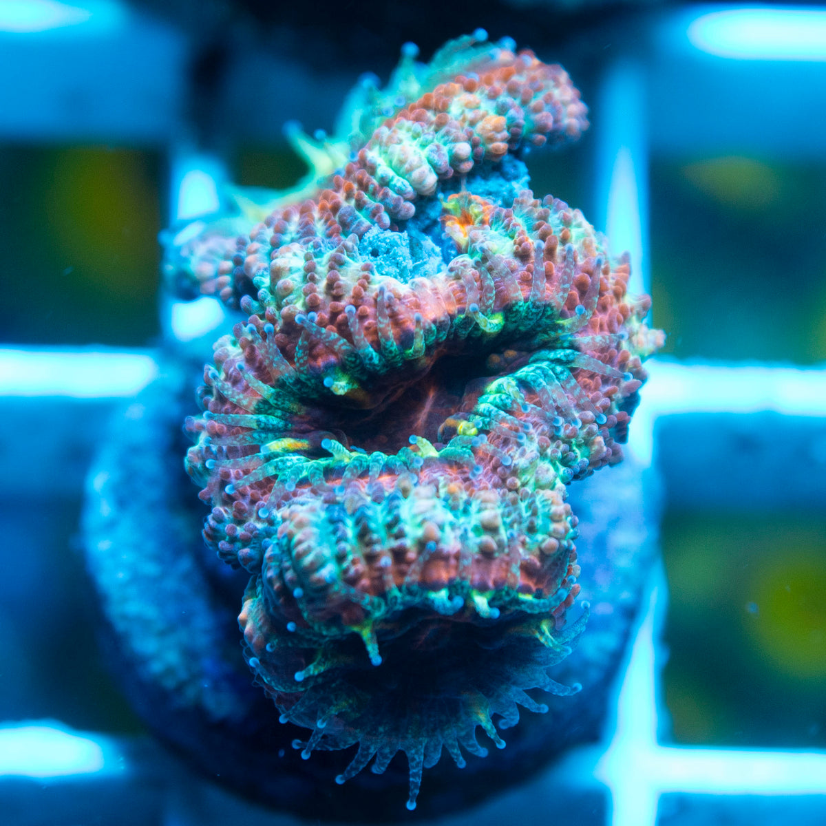 Aussie Acan